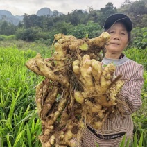 （热销）现挖黄姜，新鲜现挖，量大从优！欢迎采购商