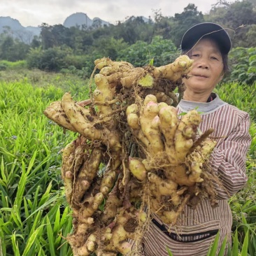 （热销）现挖黄姜，新鲜现挖，量大从优！欢迎采购商电话联系