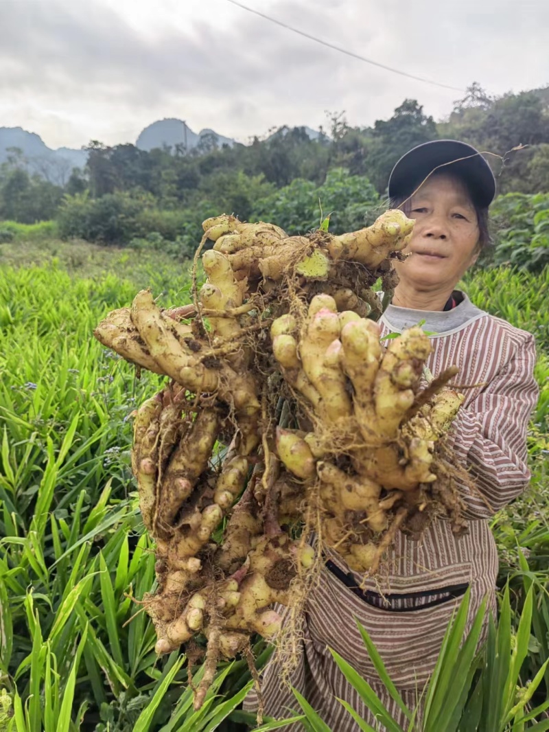 （热销）现挖黄姜，新鲜现挖，量大从优！欢迎采购商电话联系