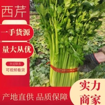 山东金乡西芹大量上市供应产地直发一手货源批发品质保证！
