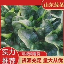 山东金乡大叶菠菜大量供应产地直发一手货源批发品质保证！！