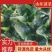 山东金乡大叶菠菜大量供应产地直发一手货源批发品质保证！！
