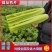 【西芹】河南精品西芹可视频看货货优价低全国发货