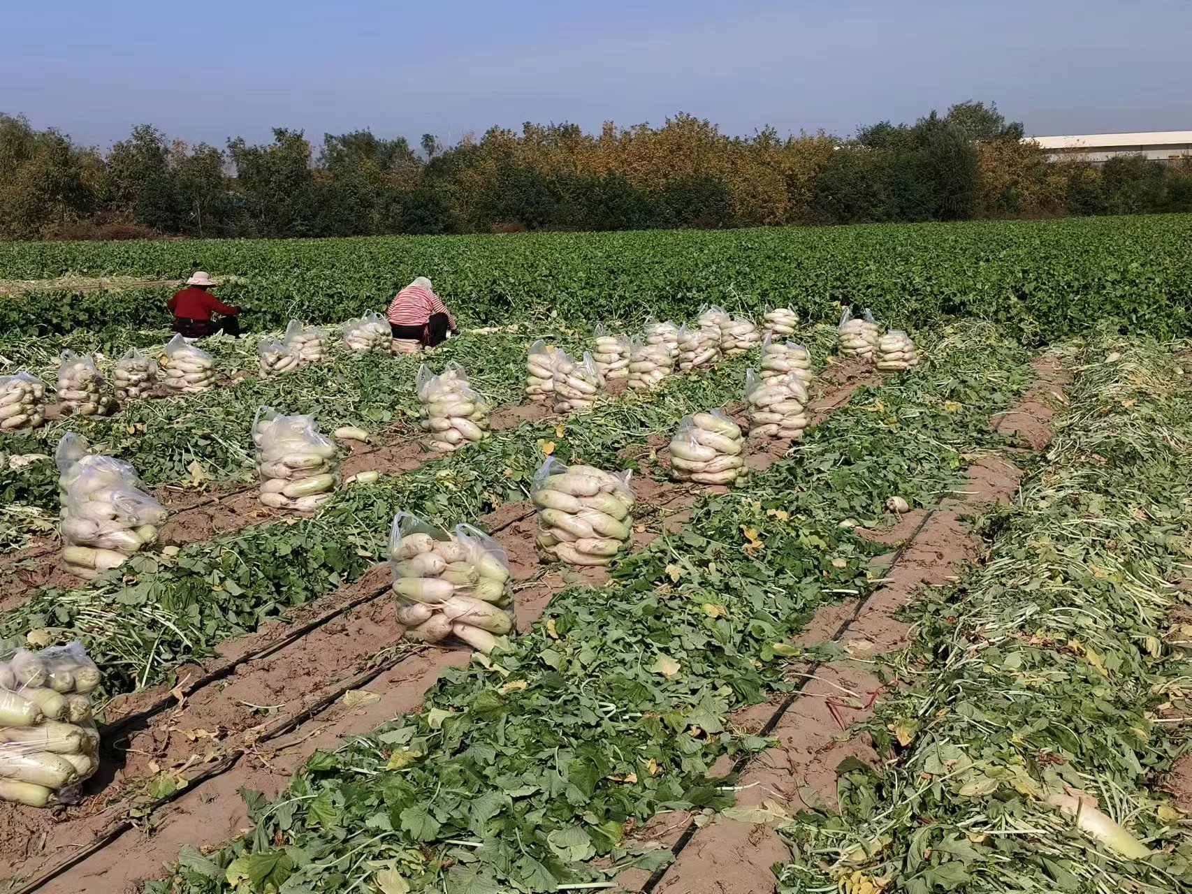 工人正在田间采收大头青萝卜,部分萝卜已被去叶并整齐摆放在地上,旁边有塑料筐进行初步分级,萝卜大小均匀,表皮干净无损伤,背景可见农用车辆准备装运,体现现代化农产品采后处理流程 大头青萝卜采收与分级包装现场