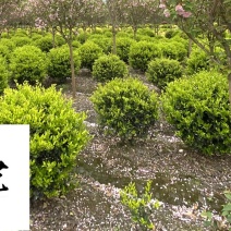 成都苗圃基地大量出售金森女贞球自产自销绿化苗木报价