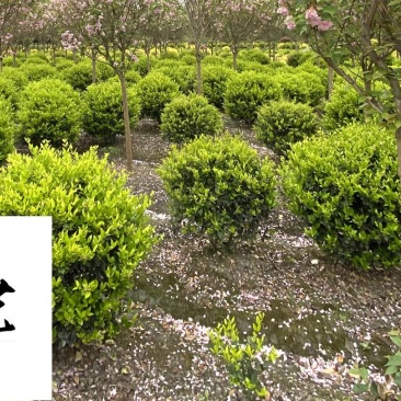 成都苗圃基地大量出售金森女贞球自产自销绿化苗木报价