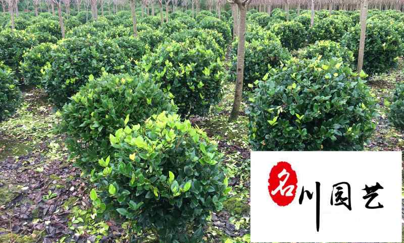 成都苗圃基地大量出售金森女贞球自产自销绿化苗木报价