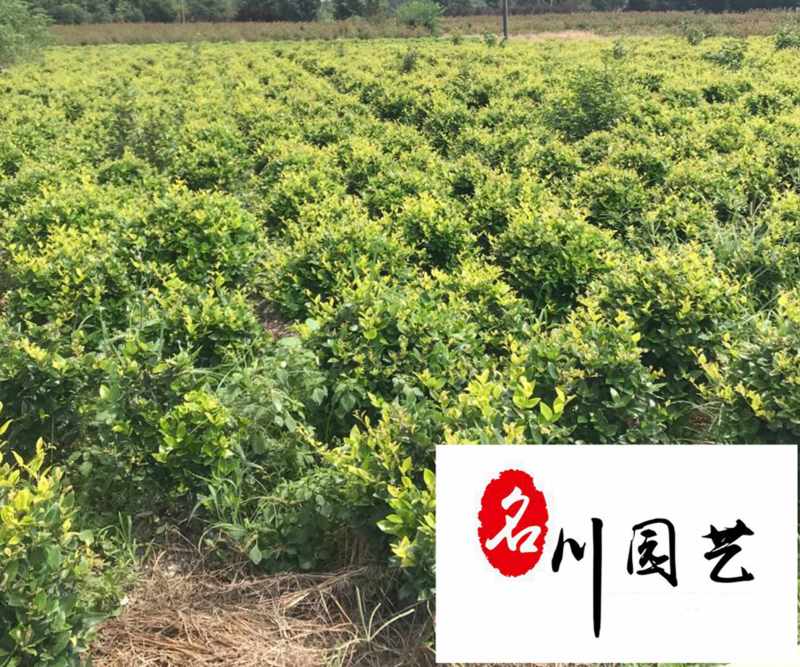 成都苗圃基地大量出售金森女贞球自产自销绿化苗木报价