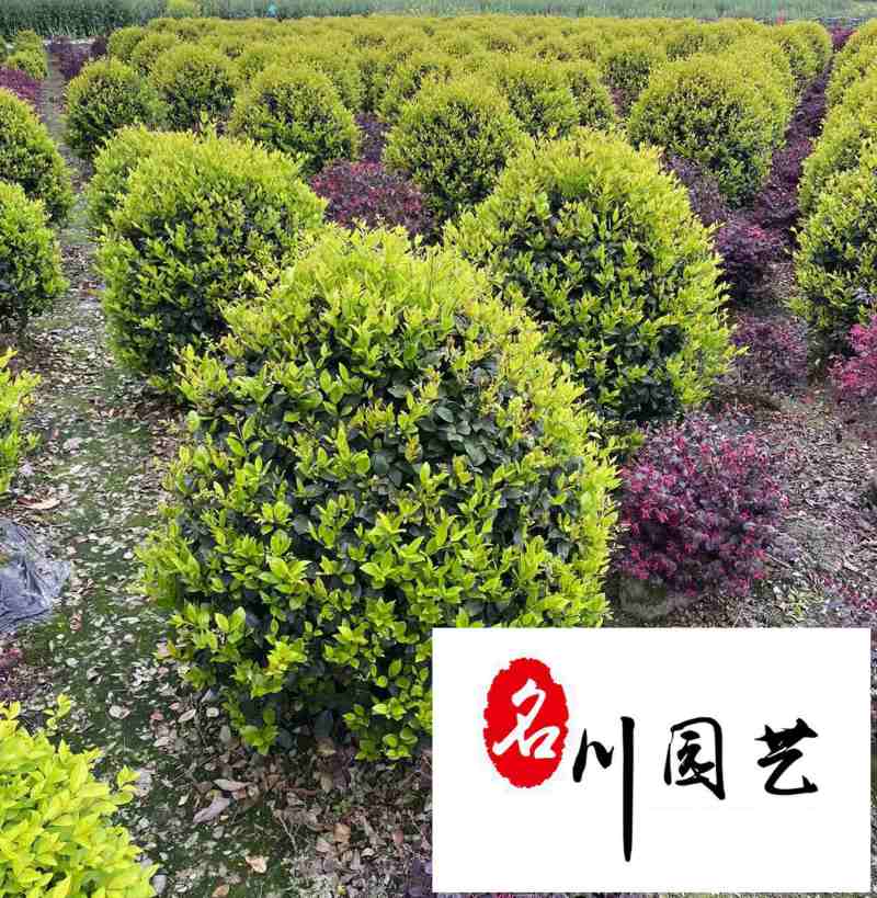 成都苗圃基地大量出售金森女贞球自产自销绿化苗木报价