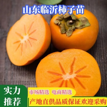 柿子苗大秋柿子苗小果砧木大秋甜柿苗大秋脆柿苗