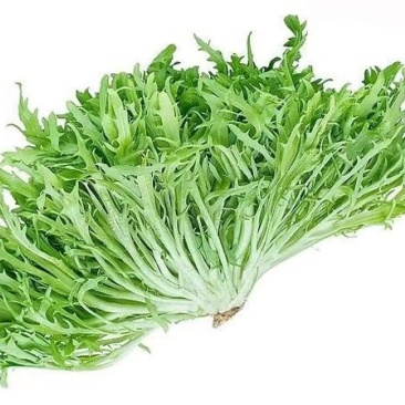 扇形苦菊种子口感微苦抗病抗寒性强可大面积种植