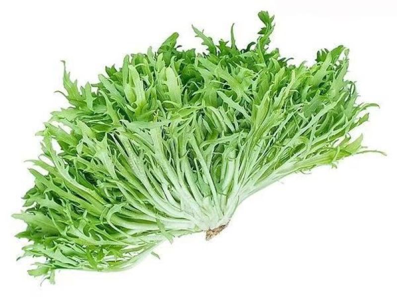 扇形苦菊种子口感微苦抗病抗寒性强可大面积种植