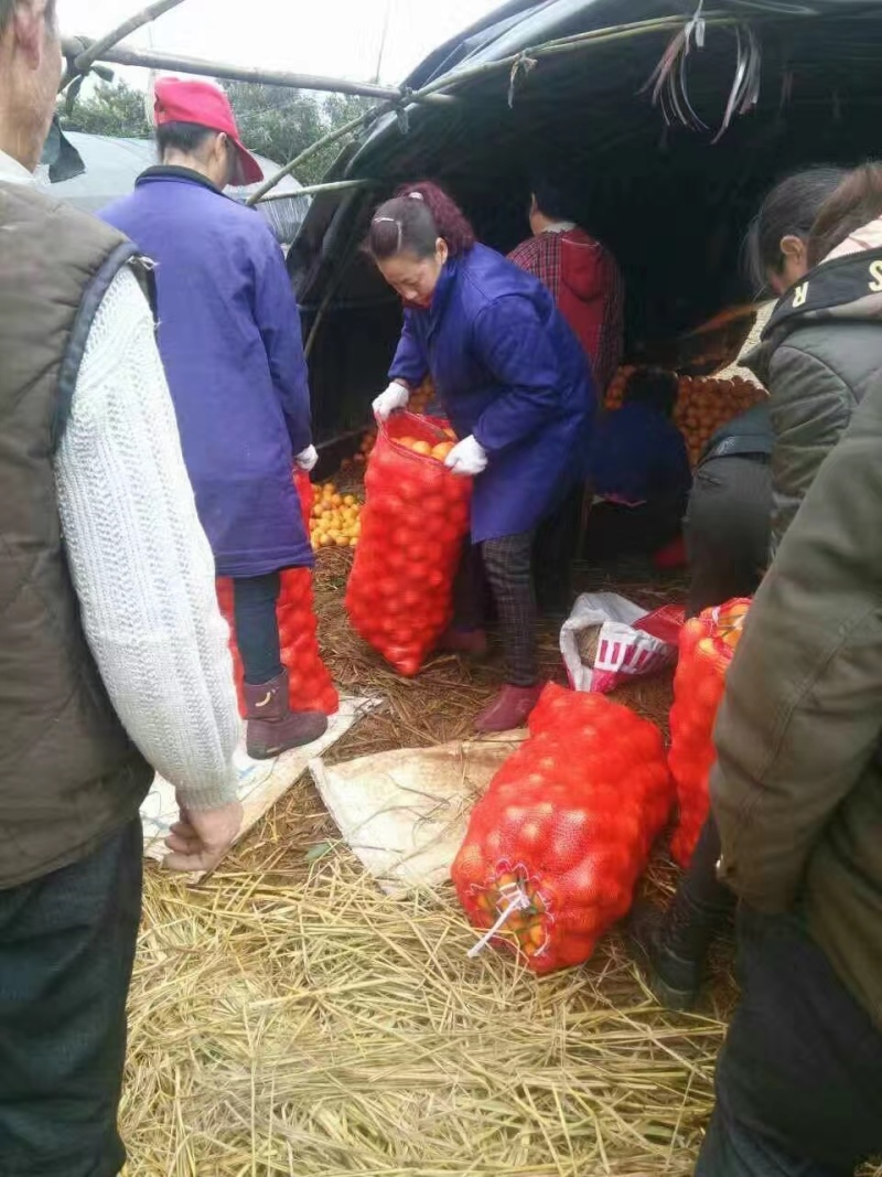 湖南麻阳冰糖橙现摘现发皮薄多汁口感甘甜来电优惠