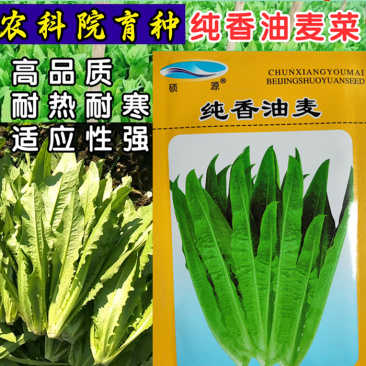 油麦菜种子硕源耐热耐寒耐抽油麦菜种子籽四季蔬菜种子