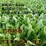 油麦菜种子硕源耐热耐寒耐抽油麦菜种子籽四季蔬菜种子