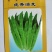 油麦菜种子硕源耐热耐寒耐抽油麦菜种子籽四季蔬菜种子
