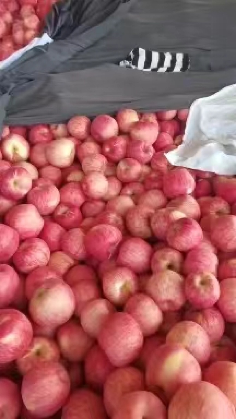 精品寒富通货大量有货个头大水分足欢迎咨询