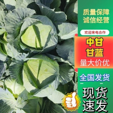 奥奇娜【扁包菜】精品甘蓝,高原夏菜,产地直发,可视频看货