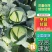 奥奇娜【扁包菜】精品甘蓝,高原夏菜,产地直发,可视频看货