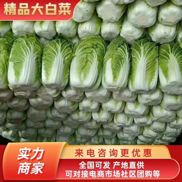 【全年供应】精品大白菜(黄心)量大从优价格实惠欢迎咨询