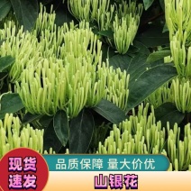 秀山山银花家种植品质保证诚信经营欢迎接商超市场电商