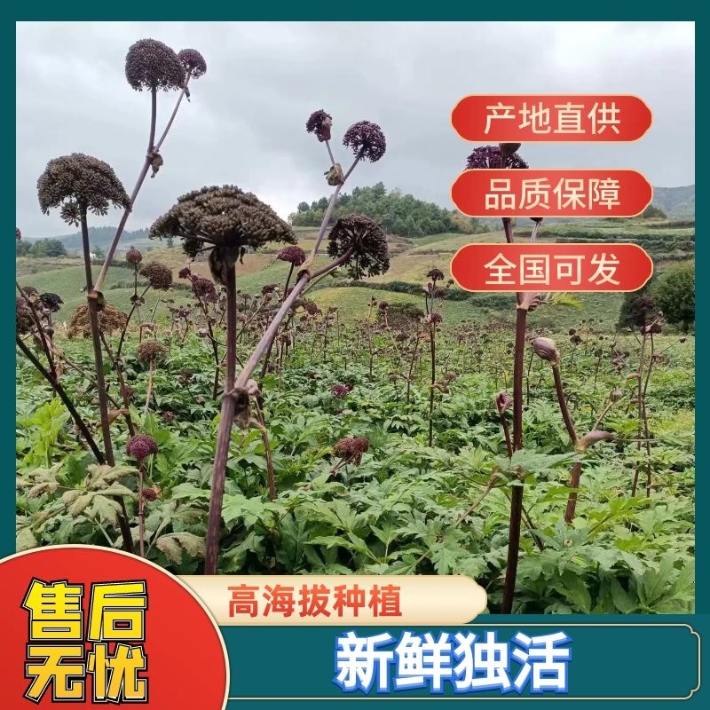 【独活】.常年经营各种中药材冷背药.中药材批发.质量保证