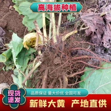 大黄中药材大黄高海拔种植新鲜大黄产地直供