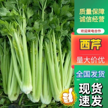 鹿邑县西芹大量上市各种包装适合发市场商超电商