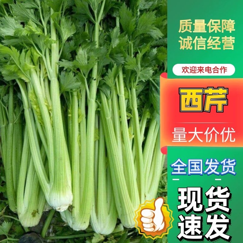 鹿邑县西芹大量上市各种包装适合发市场商超电商