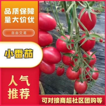 东北小番茄上市品类齐全质量保证产地直发可视频看货