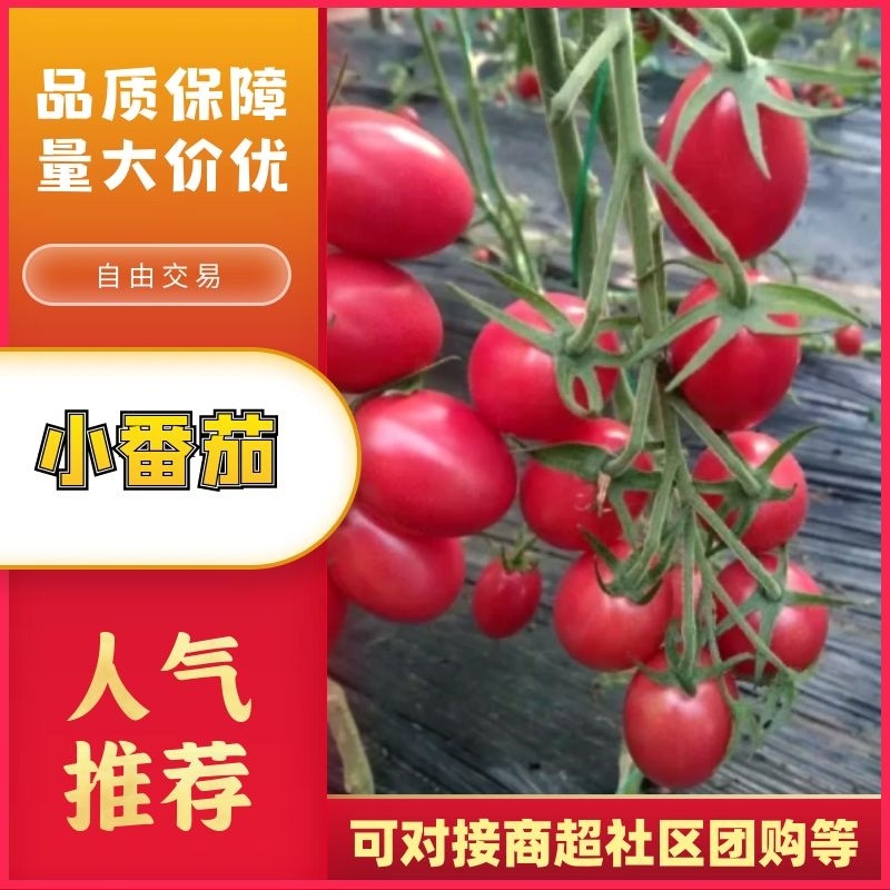 东北小番茄上市品类齐全质量保证产地直发可视频看货