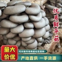 【热卖中】灰白平菇黑平菇新鲜采摘日产30万斤千亩种植基地