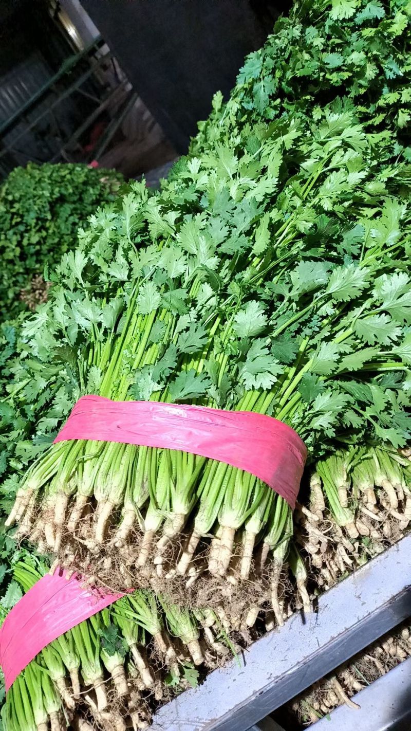 唐山中叶铁杆青香菜大量上市品质保证诚信经营对接市场