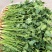 唐山中叶铁杆青香菜大量上市品质保证诚信经营对接市场
