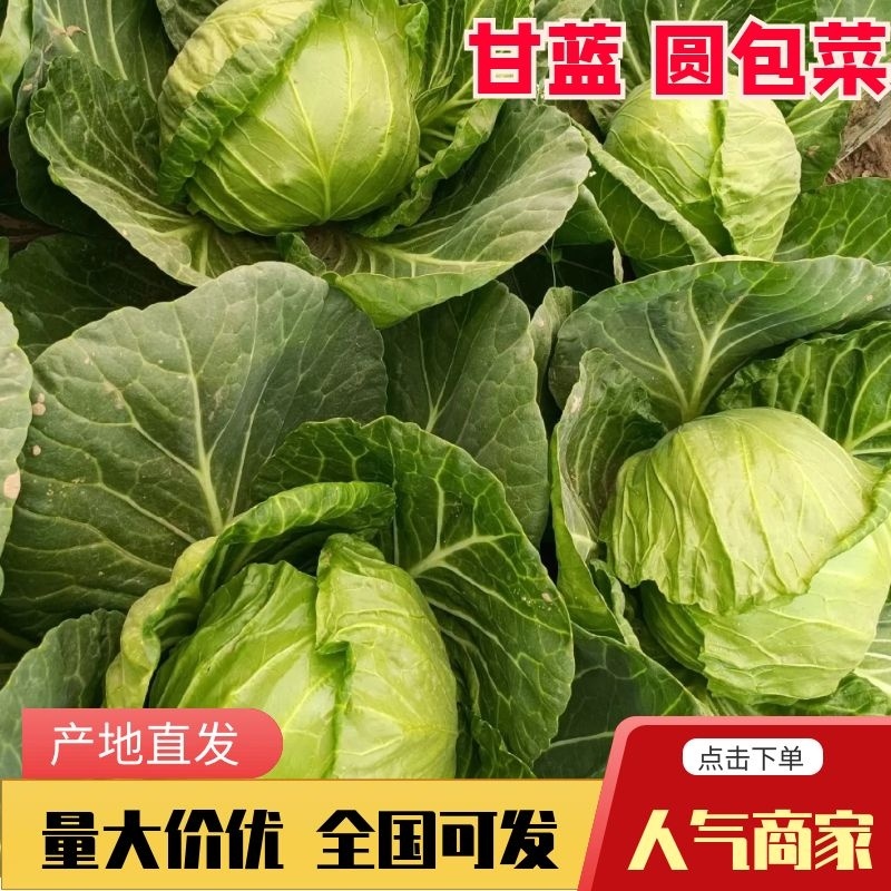 河北甘蓝/精品圆包菜/甘蓝/产地大量上市一手货源全国发货