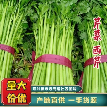 河北芹菜精品西芹产地批发稳定货源保质保量欢迎电联