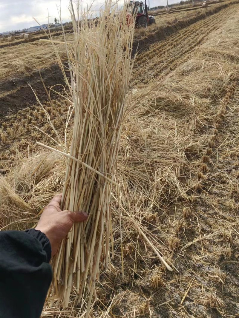 制沙草大量现货产地直发保质保量欢迎致电