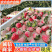 粉玉草莓山东草莓40亩大棚基地批发/电商平台/超市