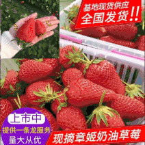 章姬草莓山东草莓40亩大棚基地批发/电商平台/超市