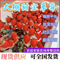 山东草莓甜宝草莓，大棚基地批发/电商平台/超市