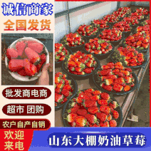 奶油草莓山东草莓40亩大棚基地批发/电商平台/超市