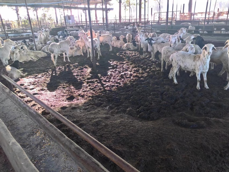 河北小尾寒羊绵羊肉质好可视频看货大量供应全国发货！