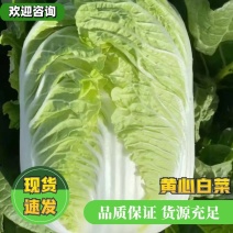 精品白菜大量供应，黄心白菜江苏南通白菜欢迎新老客户选购！