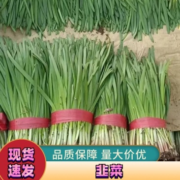 河北韭菜大量上市货源充足量大从优质量保证欢迎咨询