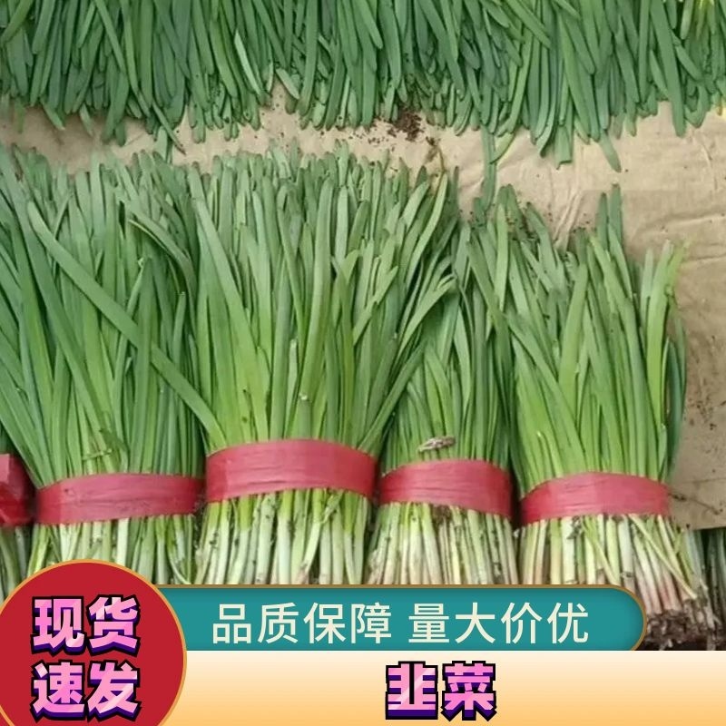 河北韭菜大量上市货源充足量大从优质量保证欢迎咨询