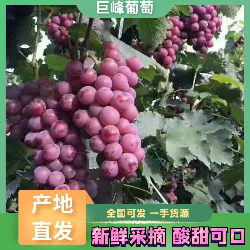 精品葡萄巨锋葡萄大量上市货源充足质量保证欢迎咨询