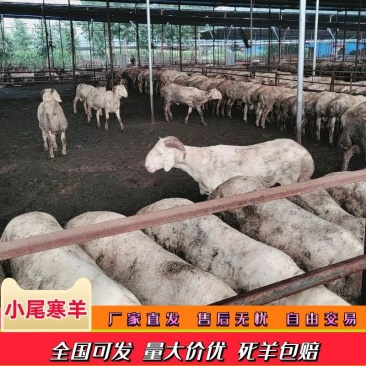 河北小尾寒羊绵羊肉质好可视频看货大量供应全国发货！