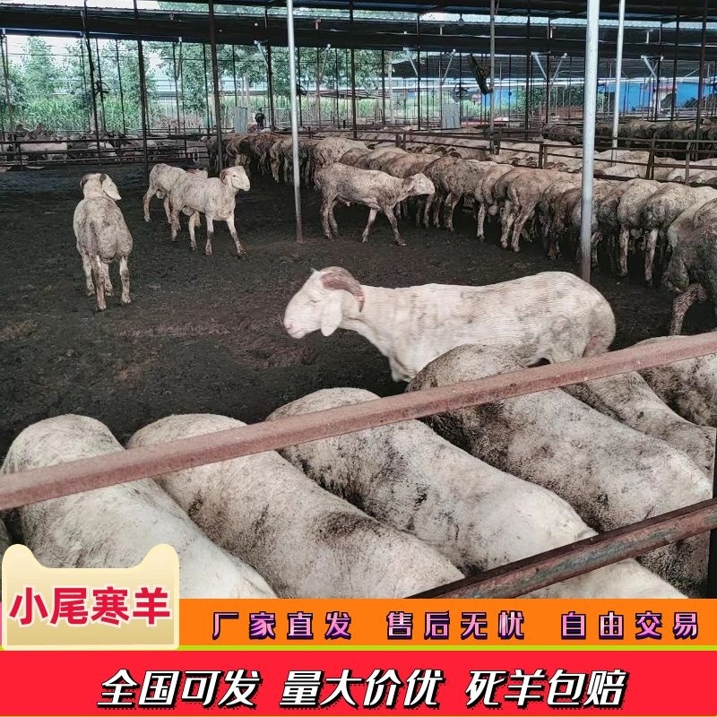 河北小尾寒羊绵羊肉质好可视频看货大量供应全国发货！