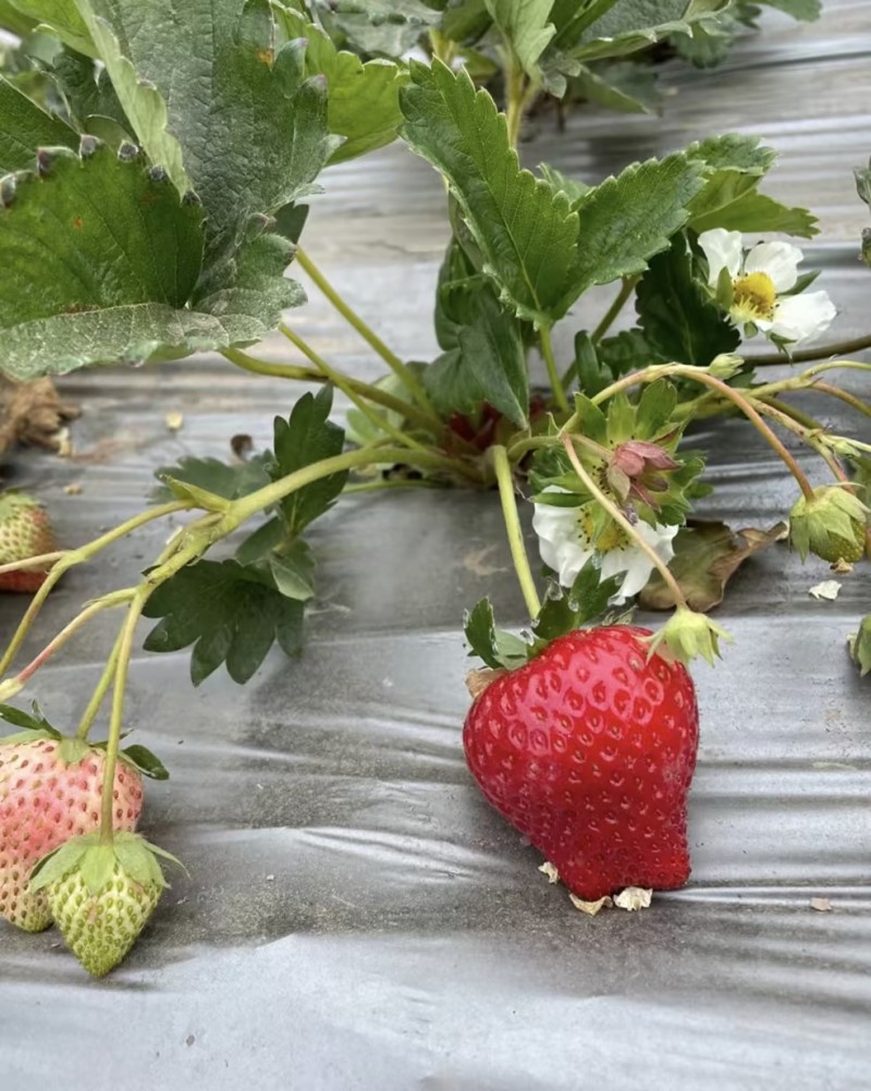 【热销】新鲜草莓大量上市基地直发欢迎各位批发商电联