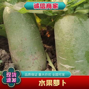 兴平市百亩种植基地，得高秋玉水果萝卜，大量供货